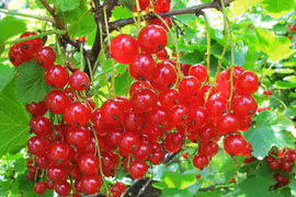 Loại quả mọng đỏ hút hồn bà nội trợ