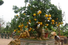 Những cây bưởi Tết gây sốt với giá cả trăm triệu