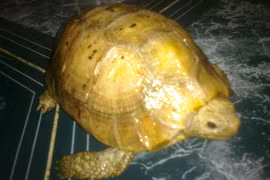 Những món đắt đỏ, quý hiếm được đại gia Việt săn lùng ăn Tết 