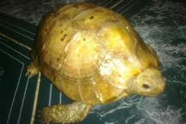 Những món đắt đỏ, quý hiếm được đại gia Việt săn lùng ăn Tết 