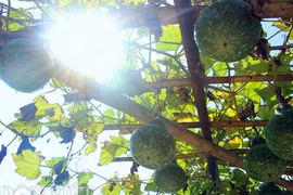 Thích mắt cả giàn bầu hồ lô lúc lỉu trong nắng