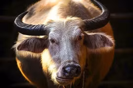 Nửa đầu tháng 8/2022 là thời điểm may mắn ngập tràn của 3 con giáp này