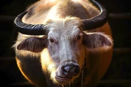 Nửa đầu tháng 8/2022 là thời điểm may mắn ngập tràn của 3 con giáp này