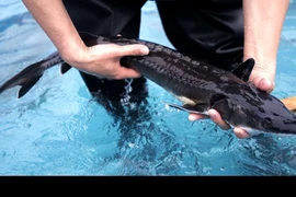 Trung Quốc ngừng xây cầu vì làm chết 6.000 con cá hiếm