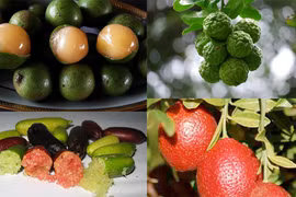 Những giống chanh quả độc lạ "hái ra tiền”