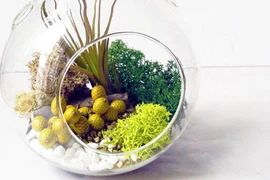 Những chậu hoa độc đáo tô điểm phòng khách dịp Tết