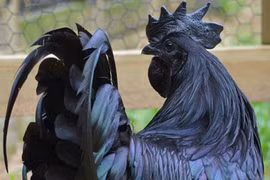 Cận cảnh gà đen quý hiếm giá hơn 50 triệu đồng/con