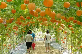 Những giàn bầu bí hoành tráng đến khó tin