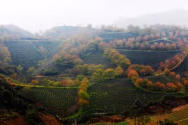 Đến Sa Pa đừng quên check in đồi chè Ô Long tuyệt đẹp này