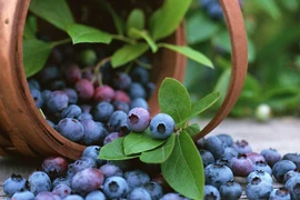 Bắt mắt xem thu hoạch quả việt quất