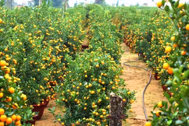 Làng quất cảnh Hội An tất bật cho mùa làm ăn lớn nhất năm