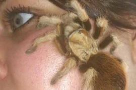 Người phụ nữ liều lĩnh nuôi hàng chục nhện "sát thủ"