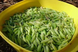 Hú hồn món nhộng sâu muồng đặc sản của Đắk Lắk