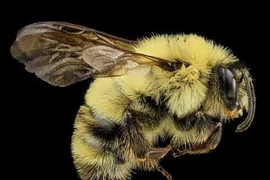 Ảnh hiếm những con ong đẹp chưa từng thấy