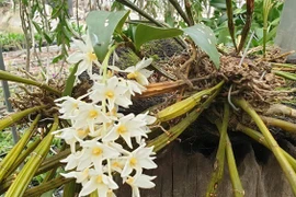 Ngắm vườn lan rừng đẹp mê mẩn của kiều nữ 9X tỉnh Điện Biên 