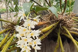 Ngắm vườn lan rừng đẹp mê mẩn của kiều nữ 9X tỉnh Điện Biên 