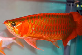 Điều ít biết về loại cá huyết rồng mê hoặc đại gia