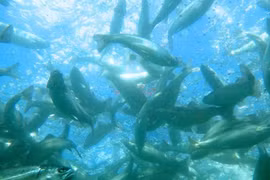 Thăm những vùng đất chuyên nuôi ngọc trai, trứng cá hồi đắt đỏ