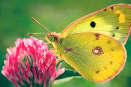 Trẻ sinh tháng Âm lịch này thông minh hoạt bát, may mắn chuyện tiền bạc