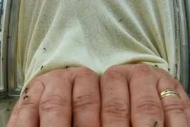 Phát minh “áo tàng hình” trước loài hút máu đáng ghét