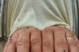 Phát minh “áo tàng hình” trước loài hút máu đáng ghét