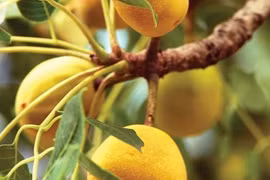 Tận mục trái cây lạ, voi ăn say túy lúy