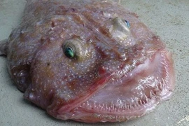 Thủy quái mắt lồi khiến ngư dân hoang mang