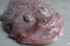 Thủy quái mắt lồi khiến ngư dân hoang mang