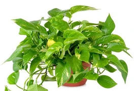 6 loại cây cảnh có độc tố cực nguy hiểm cho trẻ em