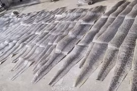 Loạt da trăn siêu đắt đỏ vừa bị tịch thu