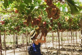 Những điểm du lịch thăm vườn cây ăn trái nổi tiếng trong nước