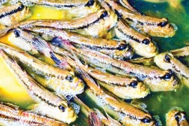 Khám phá món cá ngon lạ có hình dáng kỳ dị ở Cà Mau