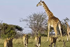 Clip: Hươu cao cổ bất lực nhìn sư tử xé xác con