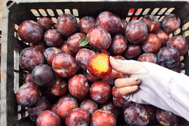 Cứ mộng mơ đặc sản Sa Pa, dân Việt ăn hết 3.000 tấn mận Tàu