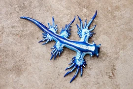 Loài sên biển chứa chất độc, hình dáng giống "quái vật ngoài hành tinh" 