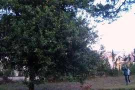 Tận mục cây mắc ca cổ thụ duy nhất Việt Nam