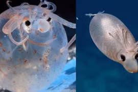 Video: Kỳ lạ loài mực heo sống dưới biển sâu