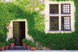 Những kiểu tường xanh làm cho nhà mát rượi ngày hè