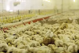 Hình ảnh trang trại gà khổng lồ của ông lớn KFC