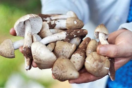 Các món ngon từ loại nấm mối giá cả triệu đồng