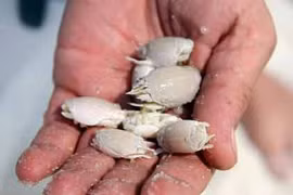 Liều lĩnh nuôi bọ chét trên cơ thể