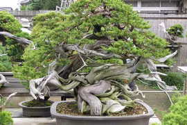 Những chậu bonsai “khủng” khiến dân chơi thích mê