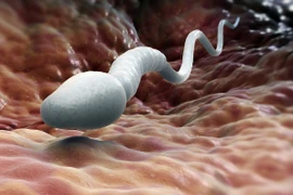 9 sự thật về tinh binh, cánh mày râu cũng bất ngờ