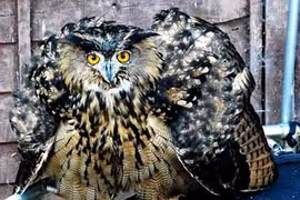 Cú lai đại bàng thịt... hươu, nai, tấn công cả người