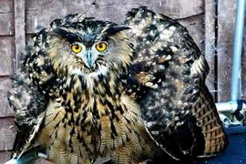 Cú lai đại bàng thịt... hươu, nai, tấn công cả người