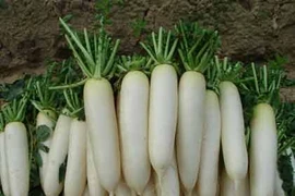 Thực phẩm phục hồi cực tốt cho bệnh ung thư vú 