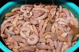 Món cá hình 'cậu nhỏ' khiến các thực khách khóc thét