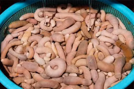 Món cá hình 'cậu nhỏ' khiến các thực khách khóc thét