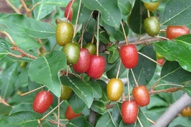 Đã mắt ngắm "nhót tây" hái ra tiền