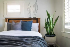 Loạt cây lọc sạch không khí, trồng trong nhà giúp bạn dễ chịu, ngủ ngon